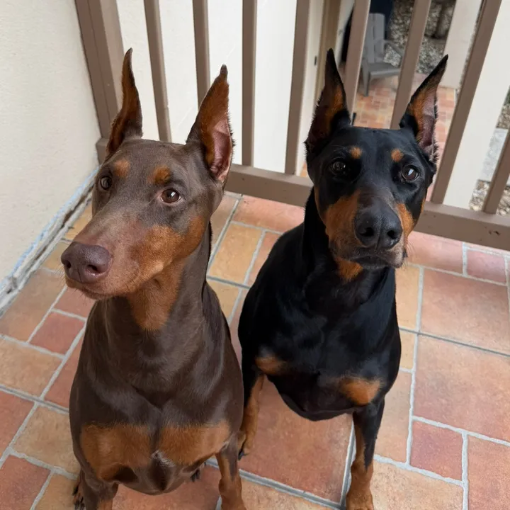 dobies.and.desserts