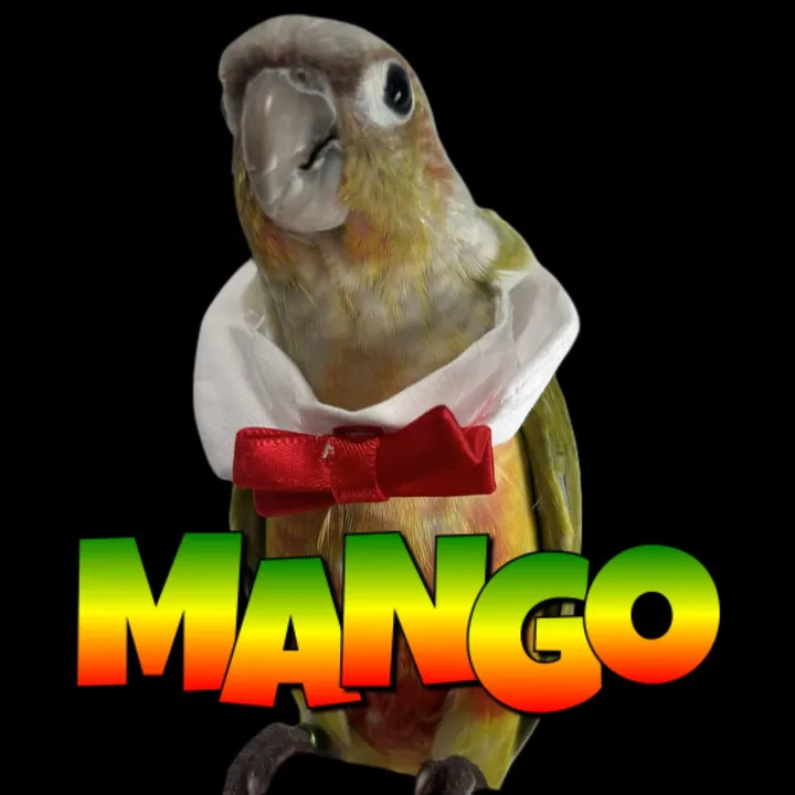 @mangolovinglife