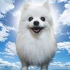gabe._.the._.doge