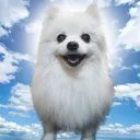 @gabe._.the._.doge