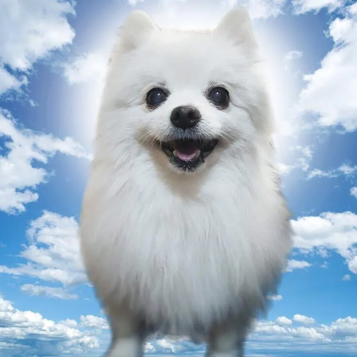 gabe._.the._.doge