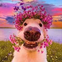 @alanmidasy