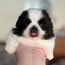 @baskingball24