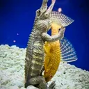 @aquaticvoyeurs