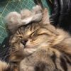 cricket_and_remy