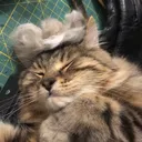 @cricket_and_remy