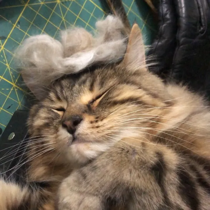cricket_and_remy