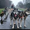 husky_ranche_surwold