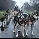 @husky_ranche_surwold