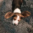 @biscuitthebeagle1701