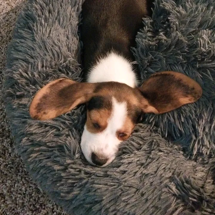 biscuitthebeagle1701