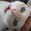 @catnubbins