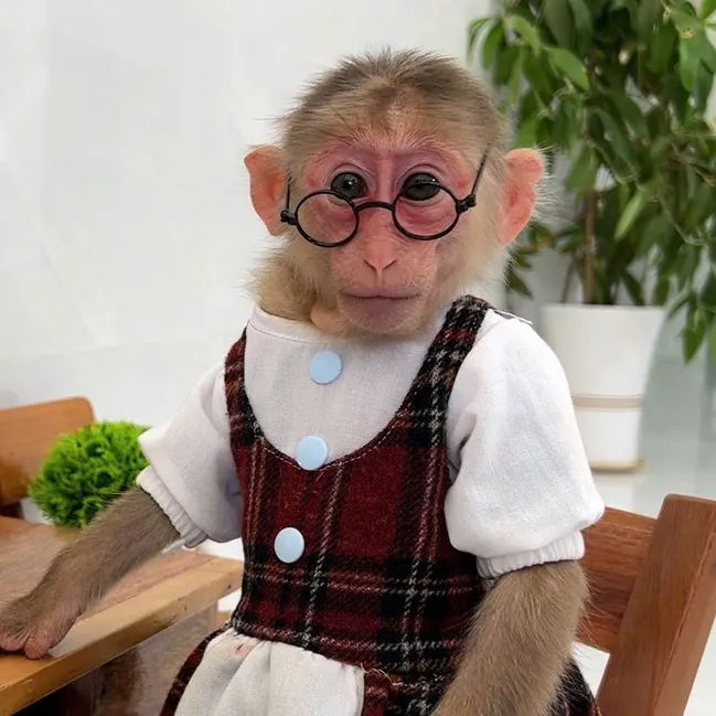 @monkey_lily2