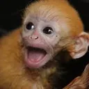 @monkeybailss