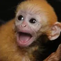 monkeybailss
