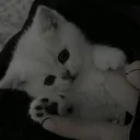 @danya_ded0