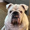 bulldogalbert