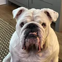 @bulldogalbert