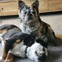@roccothefluffyfrenchie