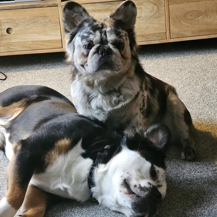 roccothefluffyfrenchie