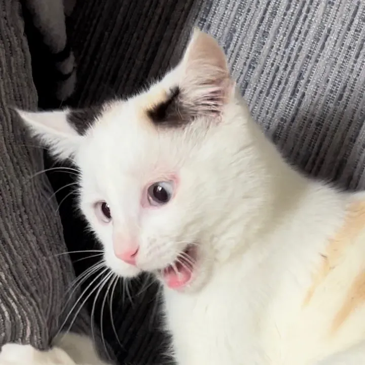 kittycatavenue