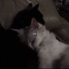 felix502_11