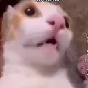 @monkey.that.is.a