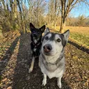@miyawillowdogs