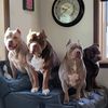 upxl_bullies_