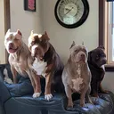 @upxl_bullies_