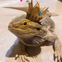 @kangaqueenie