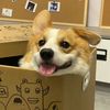happy.puppy.s15