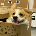 @happy.puppy.s15