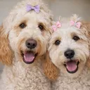 @lifewithmargoandbirdie