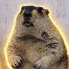 dailymarmot00