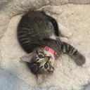 @juno_the_kitty