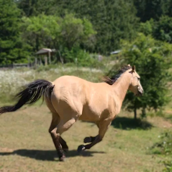 healing_withhorses