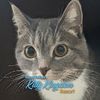 hotelkittykr
