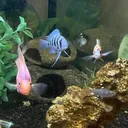 @crbaquatics