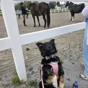 @service_aussie_mix