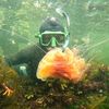 snorkelalaska
