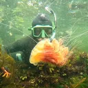 @snorkelalaska