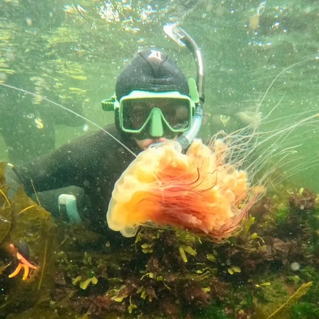 snorkelalaska