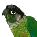 @crystal.conure