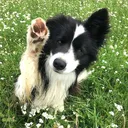 @wolfb3ck