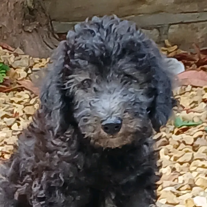 bella.the.beddy.pu