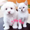 @ulandapet