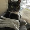 grayartcat