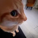 @initial_zv