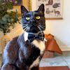 happyhousecat